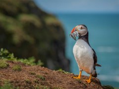 Christine Johnson-Posing Puffin-Highly Commended.jpg